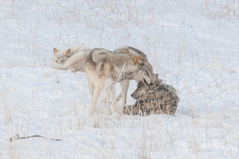 Yellowstone wolf pups playing with alphas