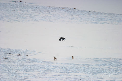 Yellowstone wolf and coyote