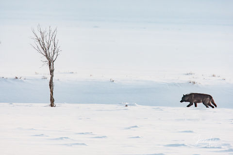 lone Yellowstone wolf