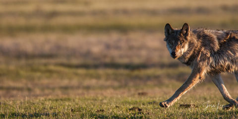 Wolf Photo 18