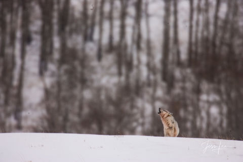 Wolf 2-3