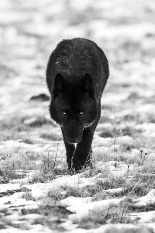 Yellowstone Wolf 302 Romeo