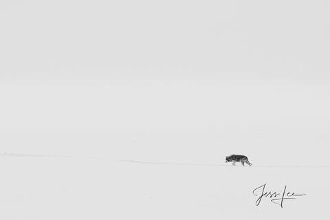 Yellowstone wolf- picture19
