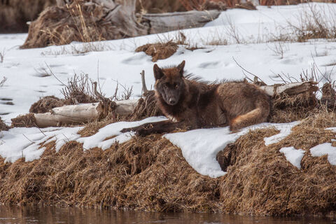 Picture of a Wolf on a riverbank