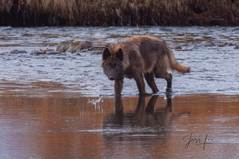 Picture of a Wolf in a stream