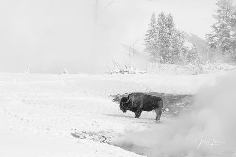 Yellowstone Bison in snow and steam photography print.