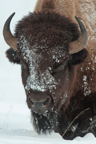 Bison with snow on the face.