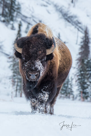 Yellowstone Bison Photography Print in Winter with snow and frost