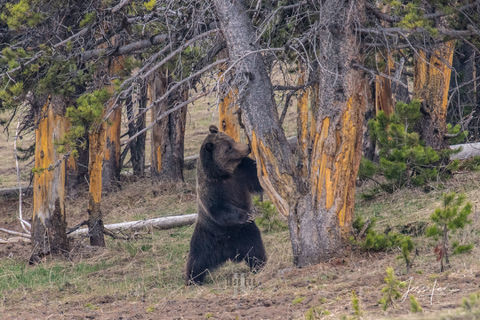 Photographing Yellowstone with jessleephotos.com Photo tour