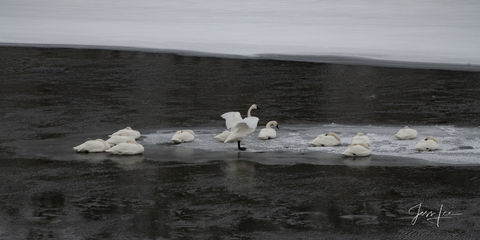 Trumpeter Swans in Winter on the Yellowstone River. A Fine Art Photography Print.