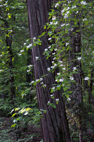 Dogwoods in full bloom in the Yosemite Valley, California.