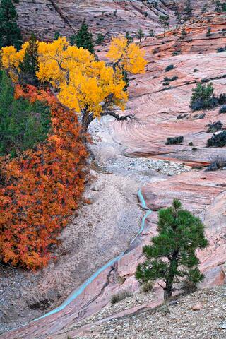 Veins of the Plateau 