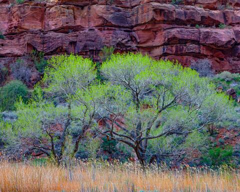 Spring’s Awakening 