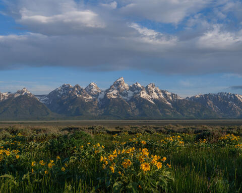 Teton Summer Morning