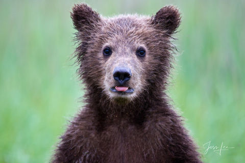 Tongue Out! 