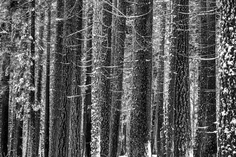 Chill'in Trees Photograph in Black and White