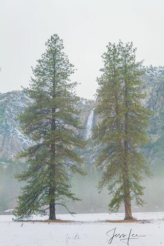 Twin Tree View