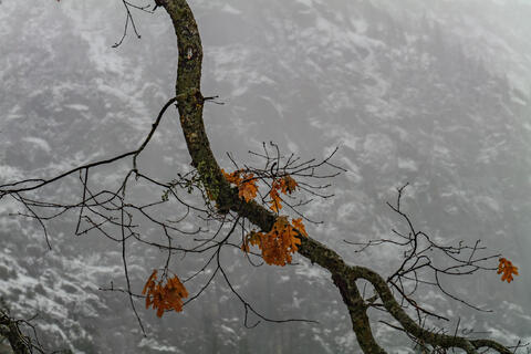 Black and White, Fine Art, Photography, Print, Yosemite, Winter, , Pictures, Photos, Pictures of, Prints, Decor, wall art, luxury...