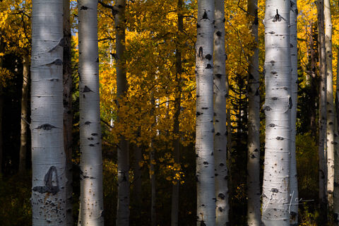 Fall Colorado Aspen Trees Color photograph taken at sunset in the San Juan Mountains and offered as a Fine Art Print. photo,