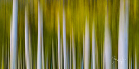 Colorado Fall Color Photography Print. Aspen trees, photo,