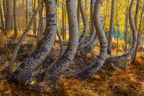 Twisted Aspen Trees with fall color, Colorado, photo, print, photography,