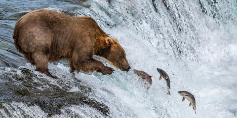 Alaska's Bounty - Fishing Brown Bear