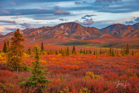 Denali National Park's landscape turning beautiful shades of red, orange, and yellow. 