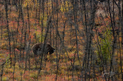 Grizzly searching for a meal in the Alaskan forest. 