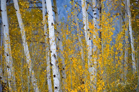 Aspen Tree Grove