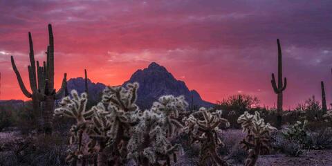 Ironwood Sunset