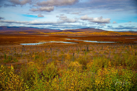 Arctic Beauty 