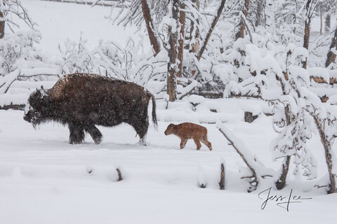 Early Spring Bison Calf in snow