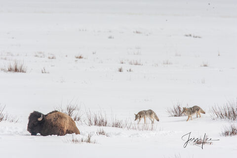Big Ideas | Coyotes testing Bison in winter