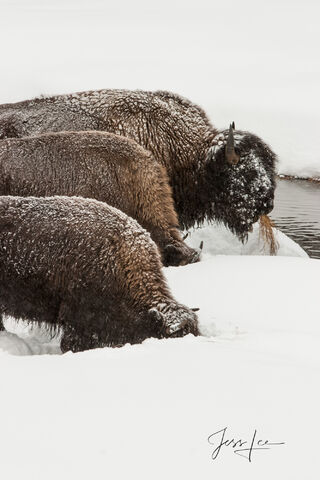 Heads up! Bison feeding in snow