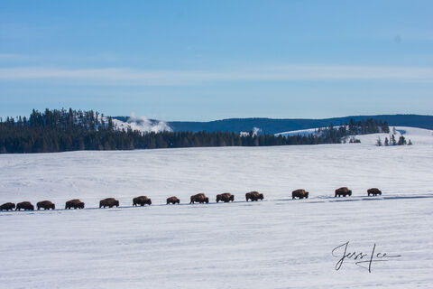 Bison herd migrating to wintering grounds