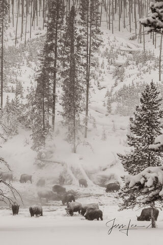 Bison Herd at Hot Springs | Sepia