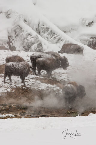 Hot Spring Bison Herd | Sepia