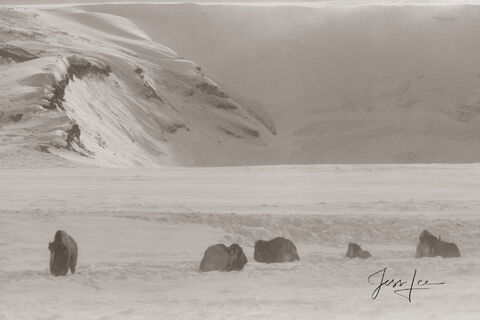 Buffalo wintering in Hayden Valley