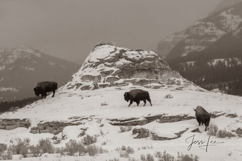 Bison on Soda Butte | old time sepia