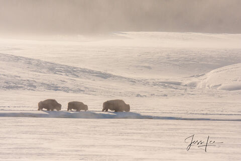 Bison winter trio in sepia