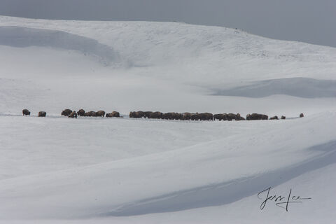 Hayden Valley Bison herd in winter