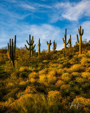 Brittle Brush Hill and Saguaro Cactus