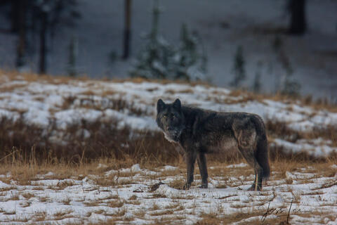 Yellowstone Wolf in Early Snow