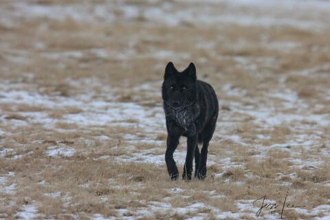 Black Wolf Paused