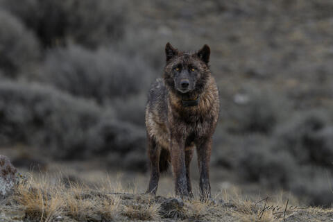 Black Wolf Checking You Out