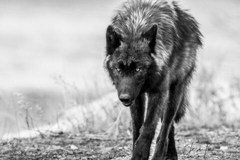 The Reaper - Looking for Cody -  Wyoming Wolf