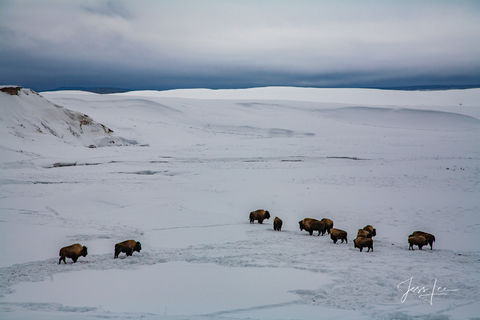 Buffalo Herd in Yellowstone Winter