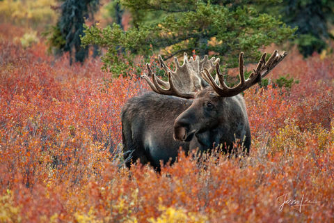 Bull moose standing in the lush autumn tundra in Alaska's wilderness. 