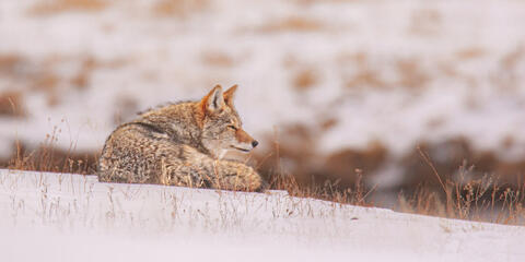 Coyote Picture 1