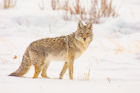Coyote Photo 8